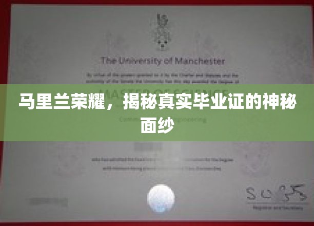 马里兰荣耀背后，揭开伪造毕业证的隐秘世界