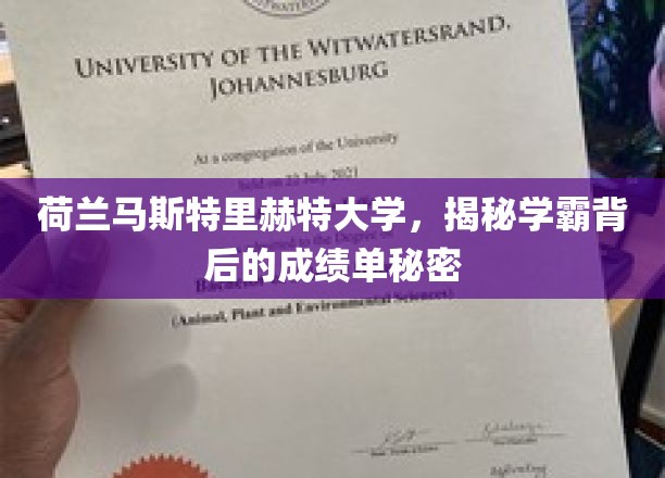 揭开荷兰马斯特里赫特大学学霸的卓越成绩背后秘籍
