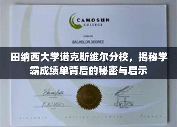 解码田纳西大学学霸成绩单，背后的故事与成功秘诀大公开