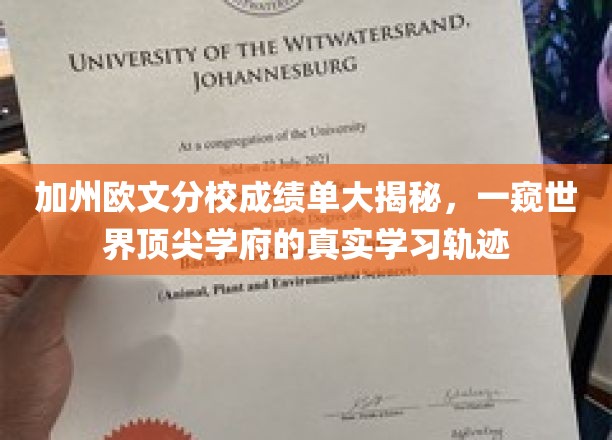 解码加州欧文精英之路，揭秘顶尖学府学子真实学习轨迹