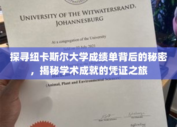 解码纽大成绩单，一场学术成就的神秘面纱之旅